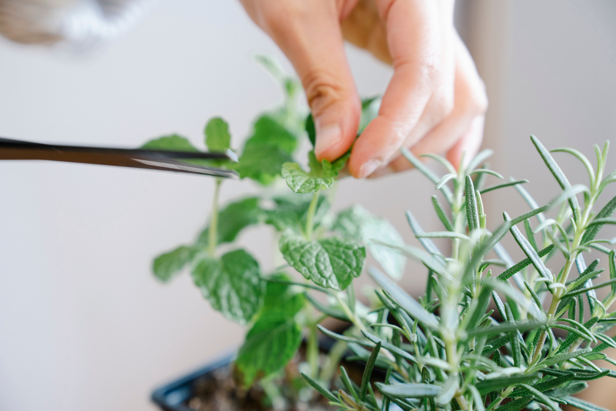 Selective Focus of a Person Holding a Green Plant